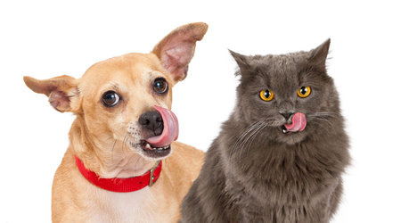 Funny closeup image of a cute dog and cat licking their lips and looking forward at the camera
