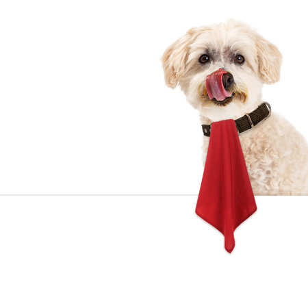 Funny image of a cute dog with a messy dace licking his lips while wearing a red napkin that is hanging over a blank white signの写真素材