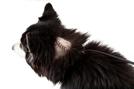 Dog with a shaved area of fur revealing stitches on a large cut from a recent surgery to remove a tumor isolated on a white studio background.の写真素材
