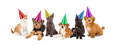 A large group of young kittens and puppies together wearing colorful party hatsの写真素材