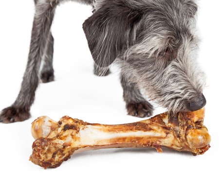 A scruffy terrier dog leaning down to chew on a big meaty bone