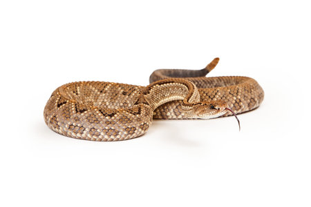 Aruba Rattlesnake - A critically endangered (CR) species of venomous pitviper snakes mainly found in...