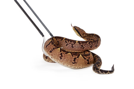 Large dangerous Central American Bushmaster snake being picked up with hooks by a trainer animal...
