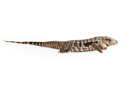 Side view of an Argentine Black and White Tegu, a lizard that is commonly found in central South Americaの写真素材