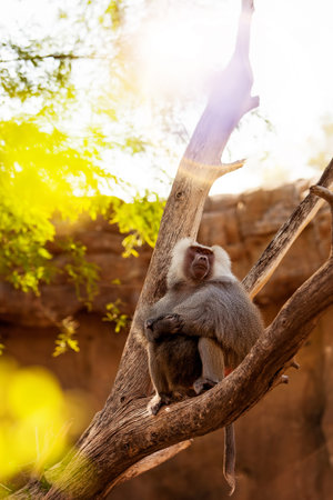 Beautiful large Hamadryas Baboon sitting in the morning at sunrise with a sun flare