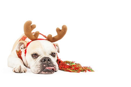 A sleepy looking Bulldog breed dog dressed as a reindeer is laying with tongue hanging out. Isolated on white with copyspace.の写真素材