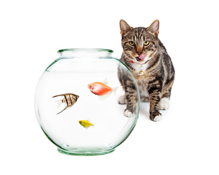 Bowl of pet fish with a curious and hungry cat in the backgroundの写真素材