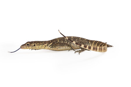 Side view of Varanus salvator, commonly known as Asian Water Monitor with tongue out