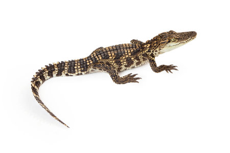 Six month old baby Siamese Crocodile, a red-listed critically endangered species, isolated on whiteの写真素材