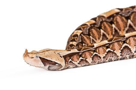 Closeup image of a Bitis gabonica, known as a Gaboon Viper Snake which is commonly found in Africa