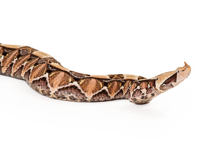 Closeup image of a Bitis gabonica, known as a Gaboon Viper Snake which is commonly found in Africa