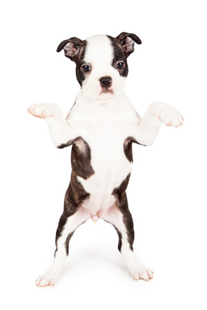 Cute seven week old Boston Terrier puppy dog standing up on hind legs begging. Place your product in his paws.の写真素材