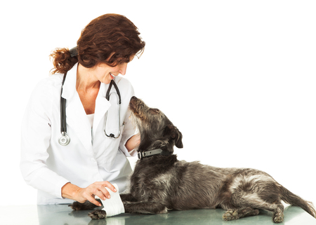 A mixed breed large dog with an injured leg laying on an examination room table and looking up at a friendly female veterinarianの写真素材