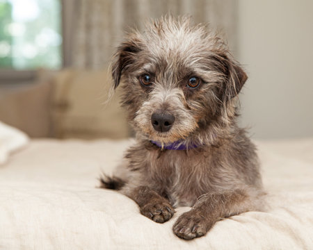 Adorable little mixed breed terrier dog laying on a neutral color bedの写真素材