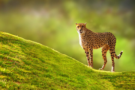 Beautiful spotted Cheetah standing on a green grass hill with a blurred tree background looking...