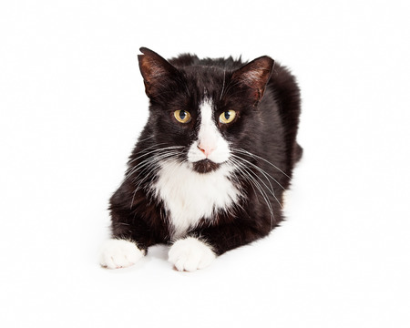 A black and white cat with ear tipped to indicate that it is feral and has been sterilized.の写真素材