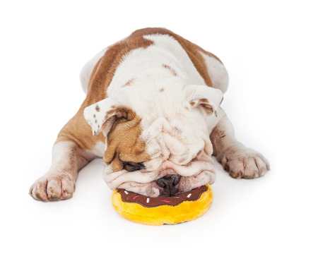 A closeup of an adorable Bulldog chewing plush toy shaped like a frisbeeの写真素材