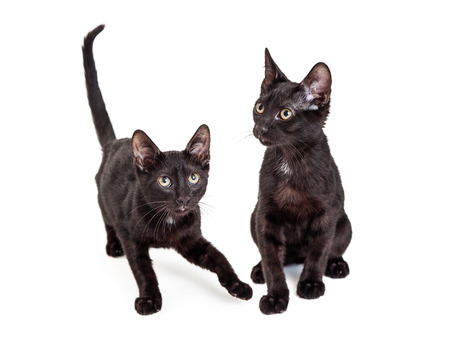 Two cute little two month old black kittens playing together on a white studio backgroundの写真素材