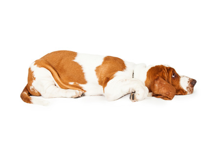 A full body profile of a tired Basset Hound Dog laying with its head on the ground.の写真素材