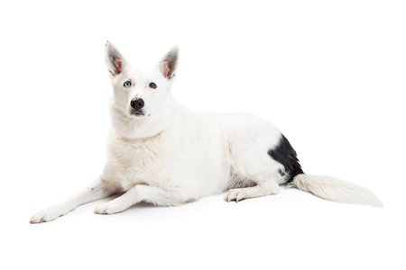 Beautiful Border Collie crossbreed dog laying down on a white backgroundの写真素材