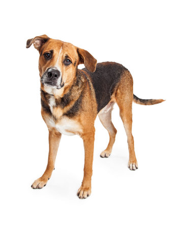 犬種の写真 イラスト素材一覧 379 130件 ストックフォトのamanaimages Plus