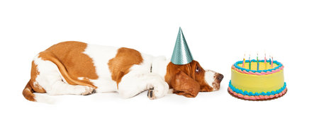 Funny photo of the profile of a Basset Hound dog laying on the ground wearing a party hat and looking at a colorful birthday cake.の写真素材