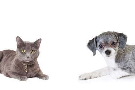Adorable little mixed breed dog and a grey color cat laying and coming in from the sides of the photoの写真素材