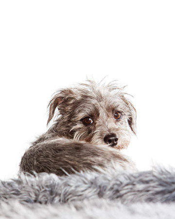 Cute little terrier crossbreed dog laying on a fur blanket facing away and looking back towards the cameraの写真素材