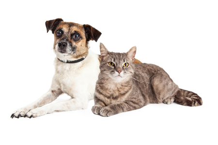 Cute little Jack Russell terrier crossbreed dog laying down with a pretty tabby catの写真素材
