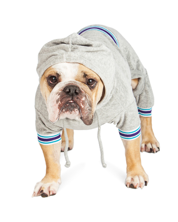 Funny photo of a Bulldog breed dog wearing a hooded sweat jacketの写真素材