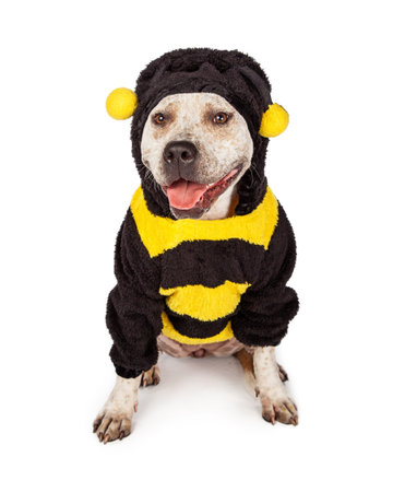 Cute and funny pit bull dog wearing a Halloween bumble bee costumeの写真素材