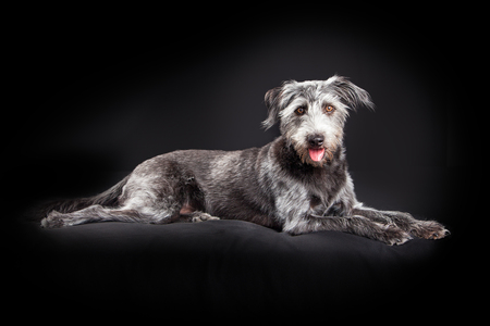 Large scruffy terrier mixed breed dog laying on a black studio backgroundの写真素材