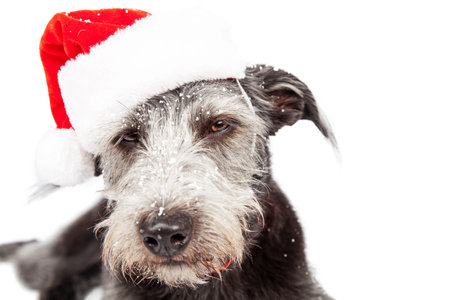 Dog with funny angry expression wearing a red Christmas Santa Claus hat and snow on face