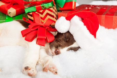 English Springer Spaniel puppy wearing Santa hat while sleeping by gifts under Christmas treeの写真素材