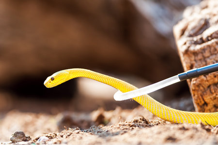 Yellow Wetar Island tree viper (Cryptelytrops insularis) being captured by hook
