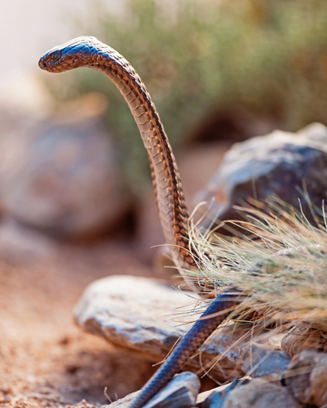 Closeup side view of cobra on rockの写真素材