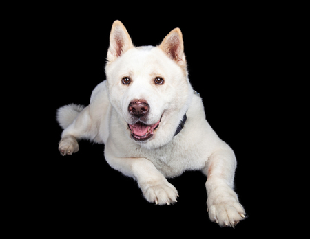 Full length portrait of Akita lying against black backgroundの写真素材