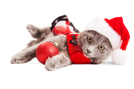 Cute little grey kitten wearing a Christmas Santa Claus outfit holding a red bauble looking forward into cameraの写真素材