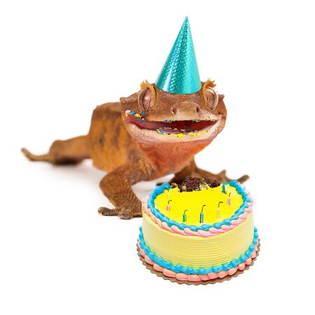 A funny crested gecko wearing a birthday party hat with a messy face from eating cakeの写真素材