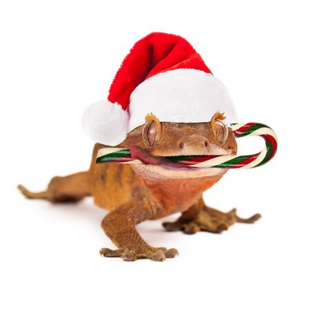 A funny crested gecko wearing a Christmas Santa Claus hat with a candy cane in his mouthの写真素材