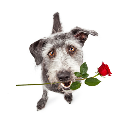 Friendly crossbreed dog sitting and looking up with a cute expression and a single red rose in his mouthの写真素材