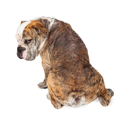 View of the back of a large Bulldog breed dog with hair loss from a Demodectic mange infectionの写真素材