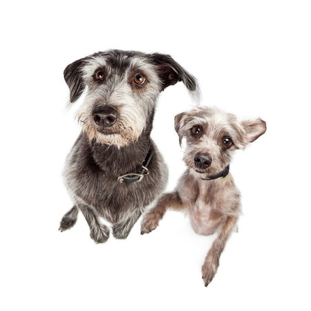 Image looking down at two terrier dogs of different breeds and sizes standing up on back legs looking up with a cute expressionの写真素材