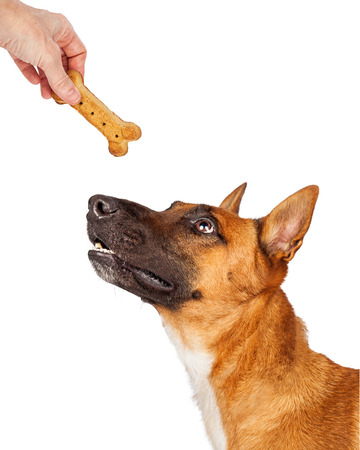 Shepherd dog looking up at hand of a person giving him a bone shaped treat as a rewardの写真素材