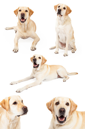 Series of images of a beautiful purebred yellow Labrador Retriever dog in different positionsの写真素材