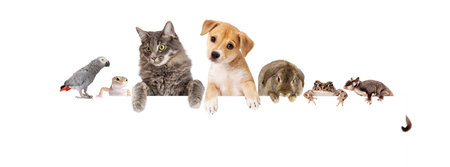 Row of domestic pets hanging over a blank white banner. Image sized to fit a popular social media...