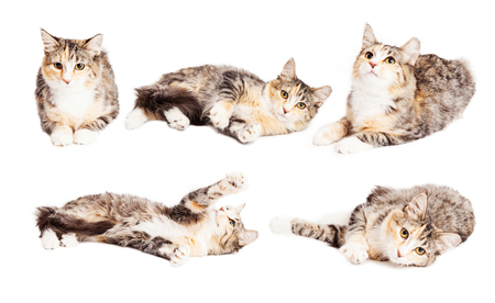 Set of images of a cute little Calico breed kitten in different positionsの写真素材