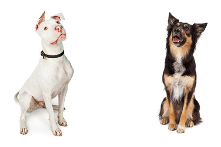 Two beautiful mixed large breed dogs sitting and looking up into middle of copy space