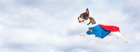 Funny photo of French Bulldog breed dog wearing super hero costume flying through clouds in the skyの写真素材
