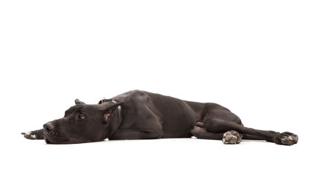 Large Great Dane purebred dog laying to the side on a white studio backgroundの写真素材